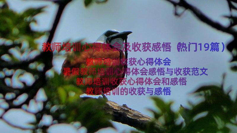 教师培训心得体会及收获感悟（热门19篇）