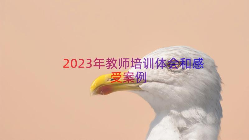 2023年教师培训体会和感受（案例14篇）