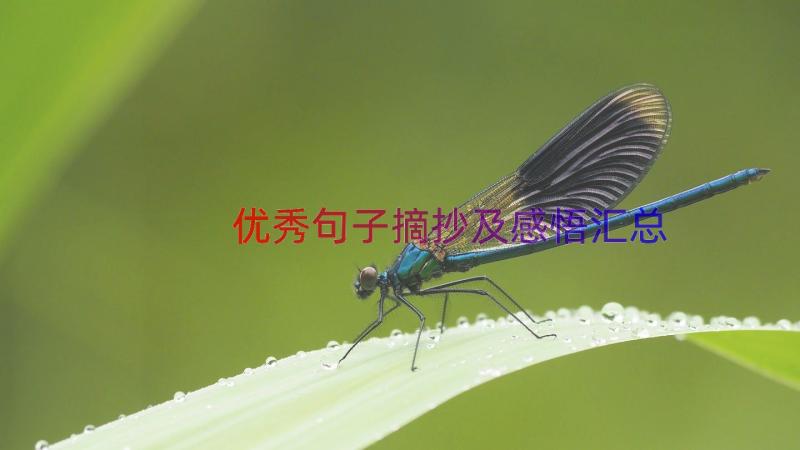 优秀句子摘抄及感悟（汇总18篇）