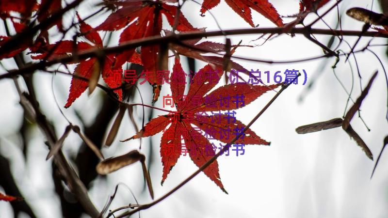 领导失察检讨书（汇总16篇）