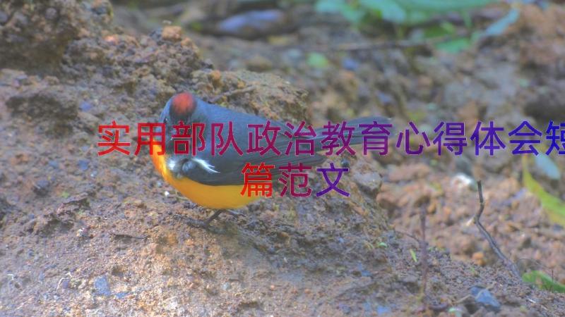 实用部队政治教育心得体会短篇范文（15篇）