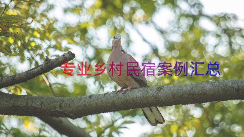 专业乡村民宿案例（汇总19篇）