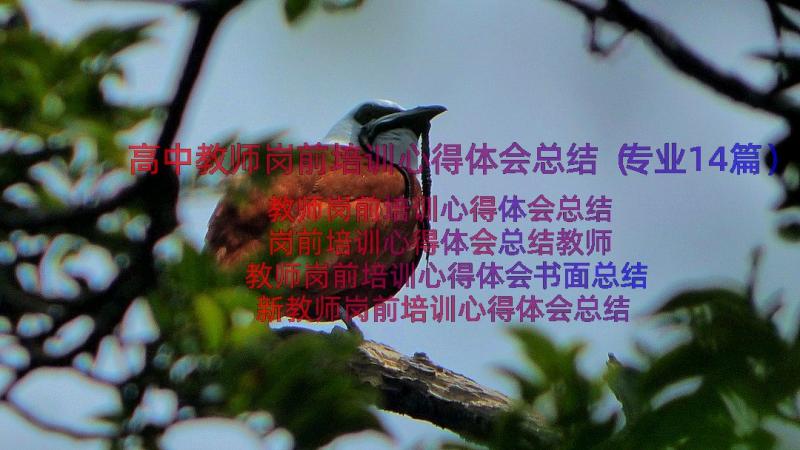 高中教师岗前培训心得体会总结（专业14篇）