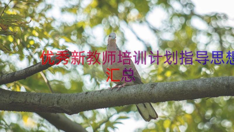 优秀新教师培训计划指导思想（汇总12篇）