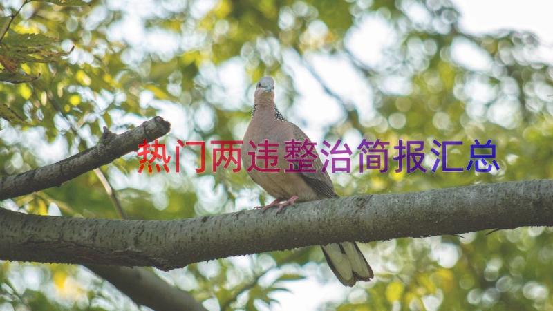 热门两违整治简报（汇总17篇）