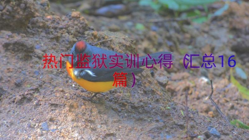 热门监狱实训心得（汇总16篇）