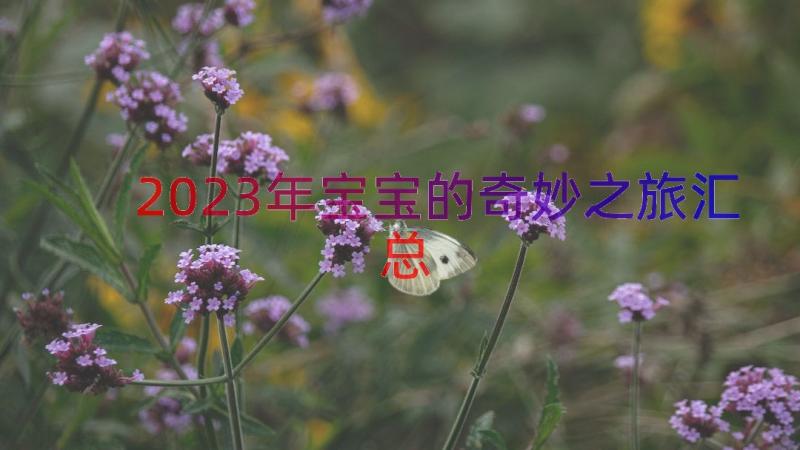 2023年宝宝的奇妙之旅（汇总13篇）