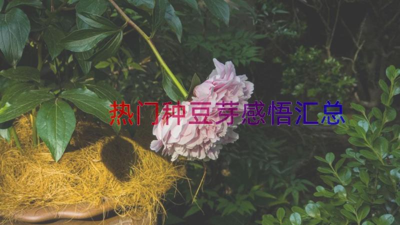 热门种豆芽感悟（汇总15篇）