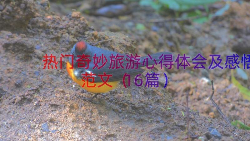 热门奇妙旅游心得体会及感悟范文（16篇）