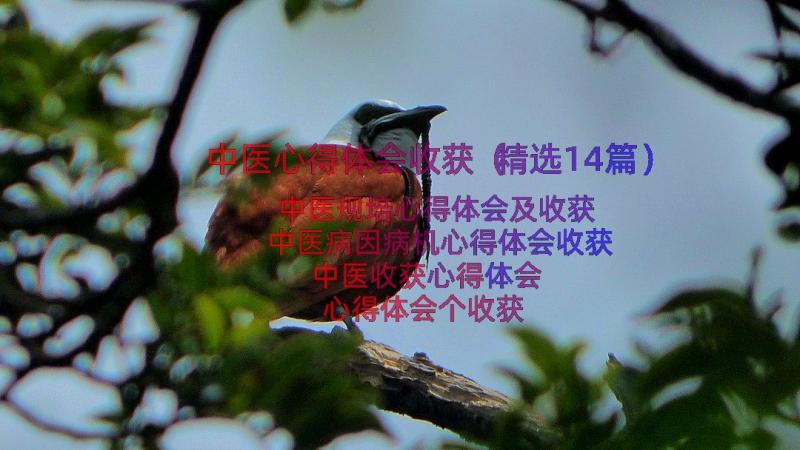 中医心得体会收获（精选14篇）