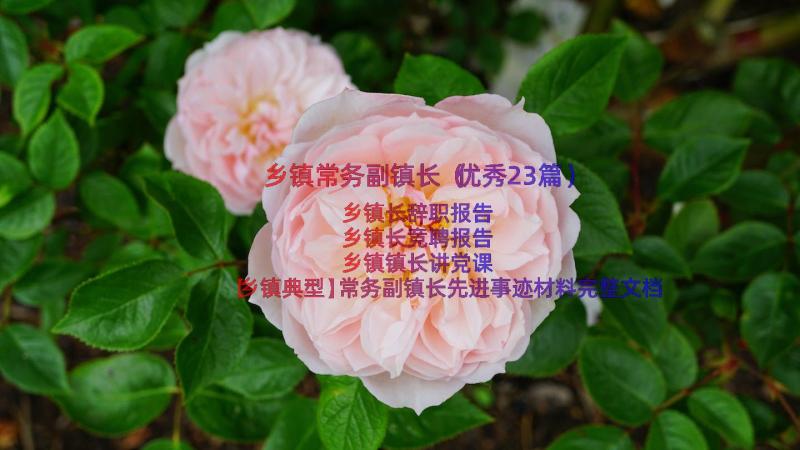 乡镇常务副镇长（优秀23篇）