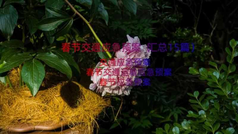 春节交通应急预案（汇总15篇）