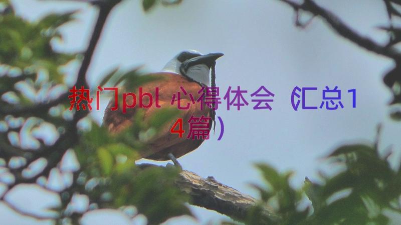 热门pbl心得体会（汇总14篇）