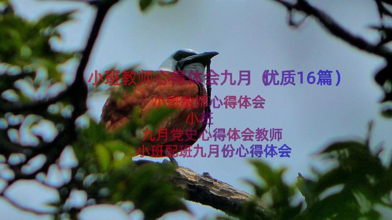 小班教师心得体会九月（优质16篇）