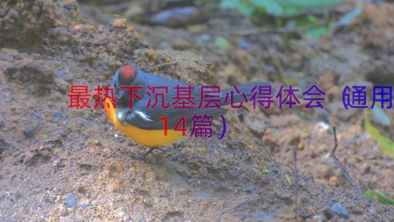 最热下沉基层心得体会（通用14篇）