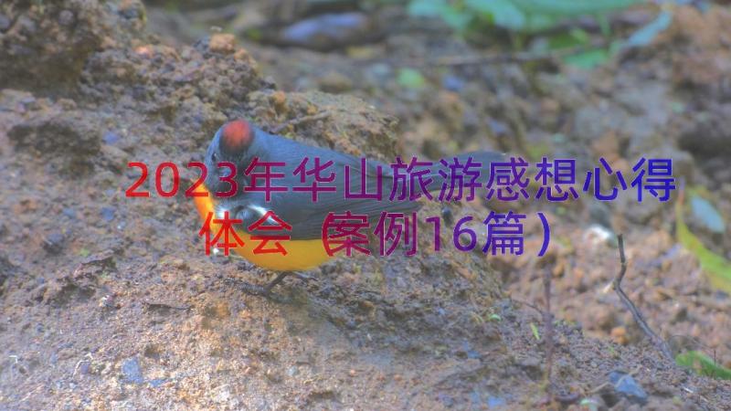 2023年华山旅游感想心得体会（案例16篇）