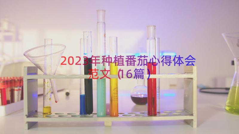 2023年种植番茄心得体会范文（16篇）