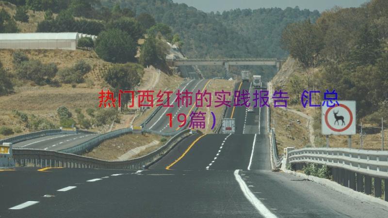 热门西红柿的实践报告（汇总19篇）