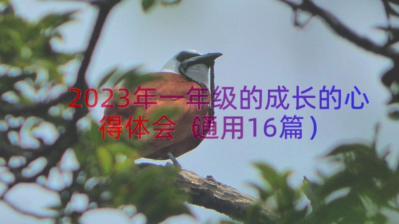 2023年一年级的成长的心得体会（通用16篇）