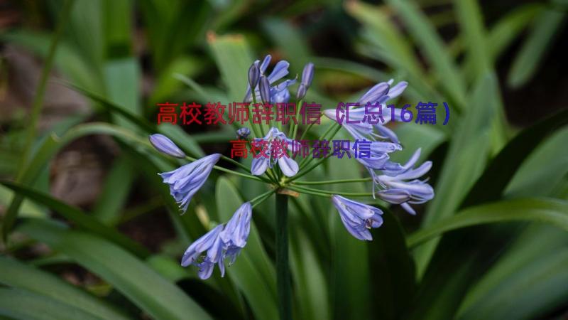 高校教师辞职信（汇总16篇）